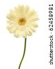 Daisy+flower+with+stem