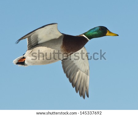 Flying Ducks Stock Images, Royalty-Free Images & Vectors | Shutterstock