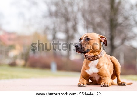 Download Pitbull Stock Images, Royalty-Free Images & Vectors ...