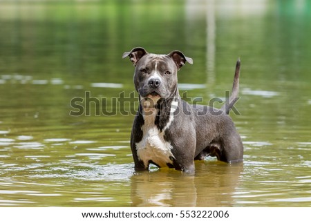 blue american pitbull terrier staffordshire terrier stock images royalty free images u0026 vectors blue american pitbull terrier staffordshire terrier stock images royalty free images u0026 vectors