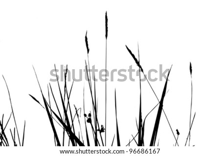 Prairie Grass Stock Photos, Images, & Pictures | Shutterstock