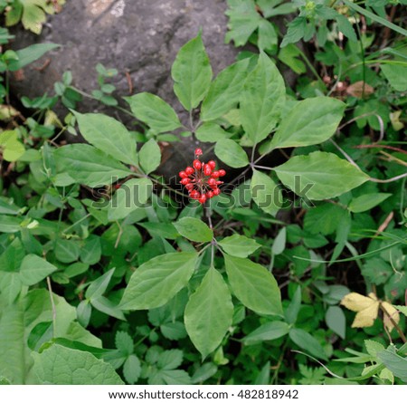 A close up of the most famous medicinal plant ginseng (Panax ginseng).