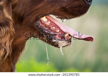 stock-photo-drooling-dog-panting-in-a-hot-summer-201390785.jpg