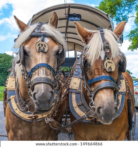 Horse Yoke Stock Images, Royalty-Free Images & Vectors | Shutterstock