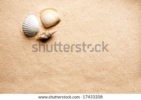 stock photo a shell on a background of golden warm sand 17433208