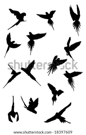 Parrot Flying Stock Photos, Images, & Pictures | Shutterstock