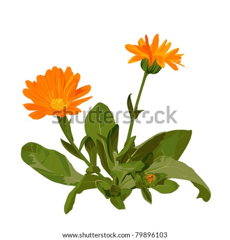 Calendula Officinalis Stock Photos, Images, & Pictures | Shutterstock