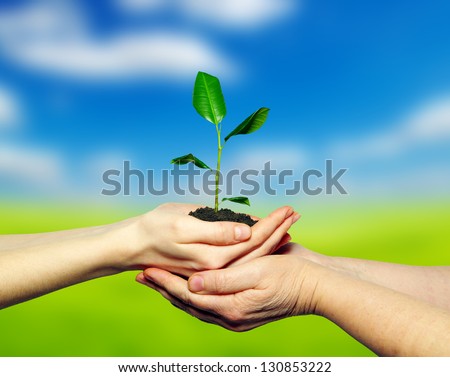 importance of green plants Green plants are not just important to the human environment, they form the basis for the sustainability and long-term health of environmental systems. importance of green plants Green plants are not just important to the human environment, they form the basis for the sustainability and long-term health of environmental systems.