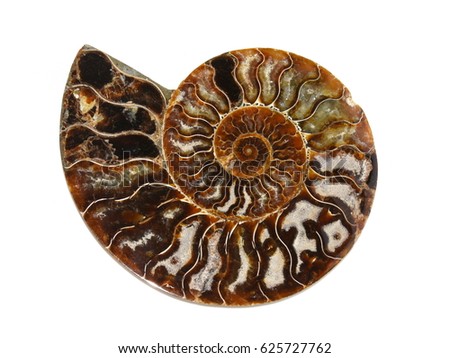 The Wave Nanaimo >> Ammonite Stock Images, Royalty-Free Images & Vectors ... The Wave Nanaimo >> Ammonite Stock Images, Royalty-Free Images & Vectors ...