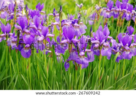 Iris Stock Photos, Images, & Pictures | Shutterstock