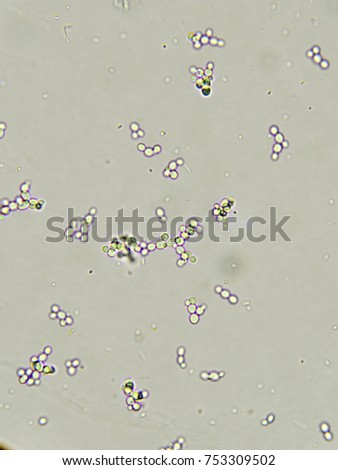 Yeast Microscope Stock Images, Royalty-Free Images & Vectors | Shutterstock