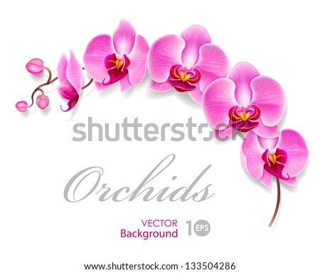 Flower orchid. Vector eps 10.