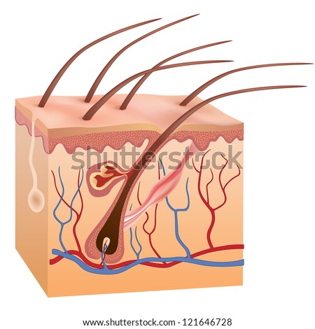 vectors of vector human skin anatomy vector human skin anatomy csp7339153 search clip human skin hair structure anatomical sign stock vector 121646728 vectors of vector human skin anatomy vector human skin anatomy csp7339153 search clip human skin hair structure anatomical sign stock vector 121646728