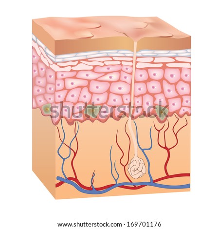 human skin stock images royalty free images vectors human skin layers stock images royalty free images vectors human skin stock images royalty free images vectors human skin layers stock images royalty free images vectors