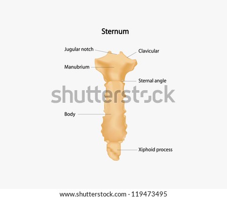 Human Sternum Stock Vector 119473495 - Shutterstock