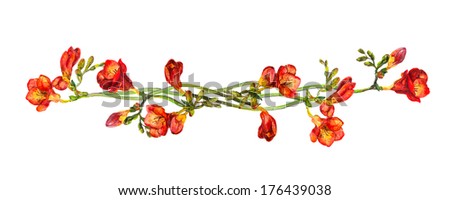 Floral Divider Separator Wit Red Flowers Stock Illustration 176439038