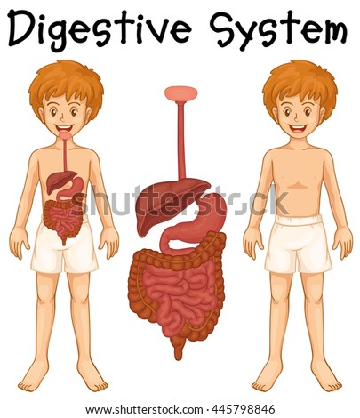 Digestion Stock Photos, Royalty-Free Images & Vectors - Shutterstock