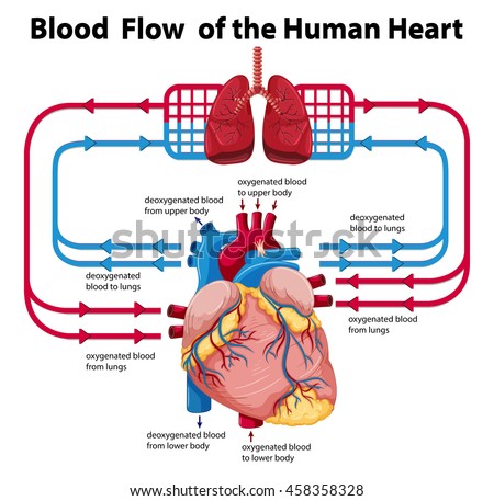 Diagram Showing Blood Flow Human Heart Stock Vector ...
