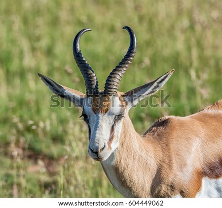 Springbok Face Stock Images, Royalty-Free Images & Vectors | Shutterstock