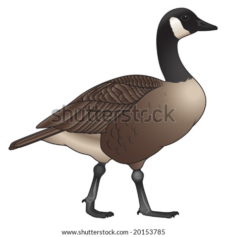 Canada Goose Stock Vector 20153785 - Shutterstock