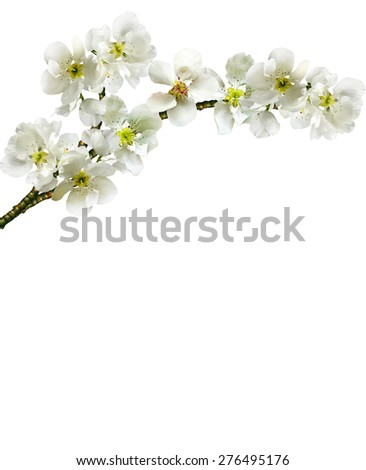 branch of apple blossom