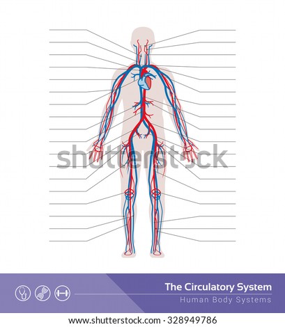 Circulatory System Stock Images, Royalty-Free Images & Vectors ...