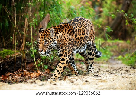 Jaguar Stock Images, Royalty-Free Images & Vectors | Shutterstock