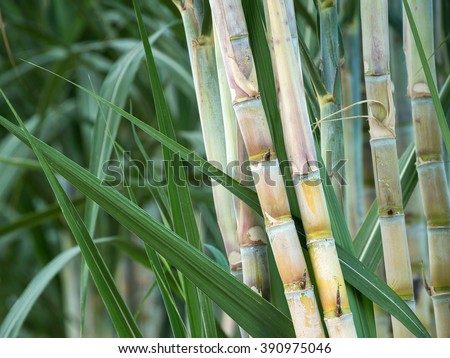 fresh sugarcane in garden.