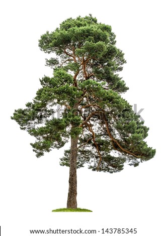 Isolated Pine Tree On White Background Stock Photo 143785345 - Shutterstock