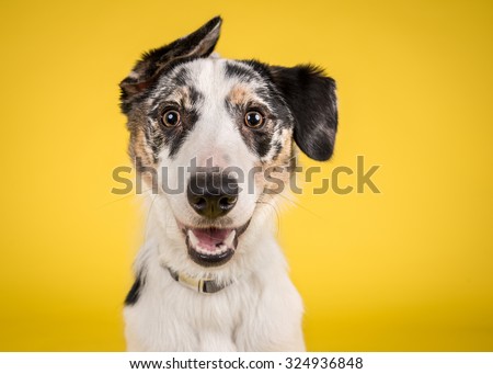 Dog headshot on a yellow background
