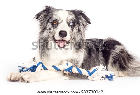 australian shepherd x border collie border collie cross stock images royalty free images u0026 vectors australian shepherd x border collie border collie cross stock images royalty free images u0026 vectors