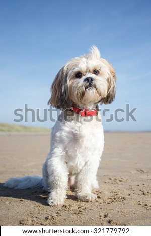 big sky shih tzu stock photo 275516105 big sky shih tzu stock photo 275516105