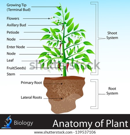 Plant cell Stock Photos, Images, & Pictures | Shutterstock