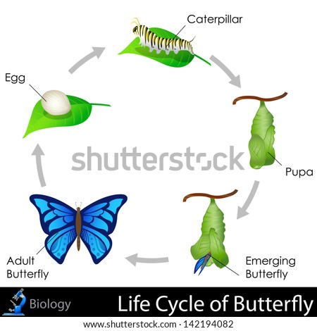 Metamorphosis Stock Vectors, Images & Vector Art | Shutterstock