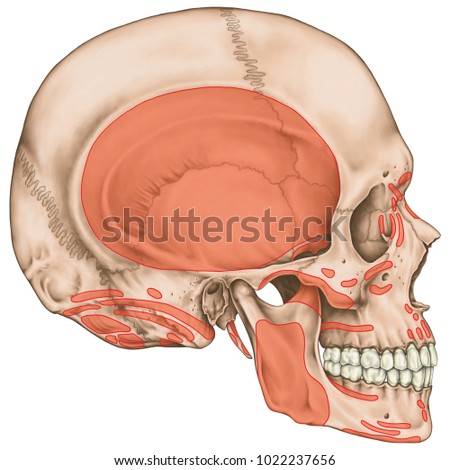 stihii's Portfolio on Shutterstock