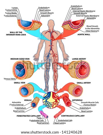 Human Bloodstream Didactic Board Anatomy Blood Stock Vector 141240628