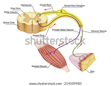 somatic nervous system