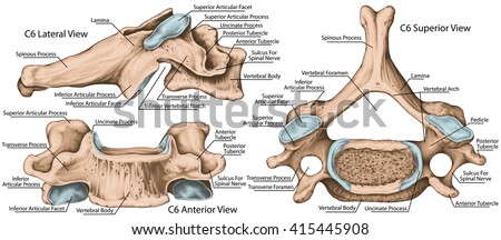 Didactic Board Cervical Spine Common Vertebral Stock Illustration