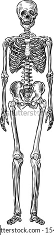 Skeleton Stock Photos, Images, & Pictures | Shutterstock