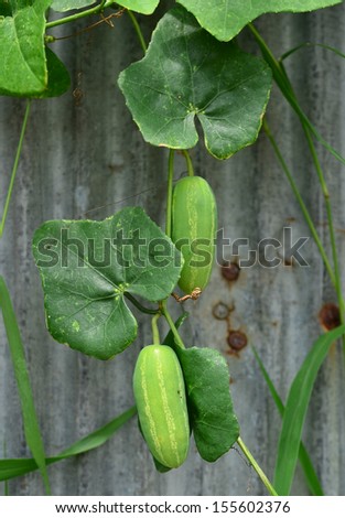 Coccinia grandis - stock photo