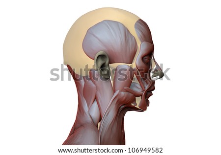 Human Anatomy Showing Face Head Shoulders Stock Illustration 340213976
