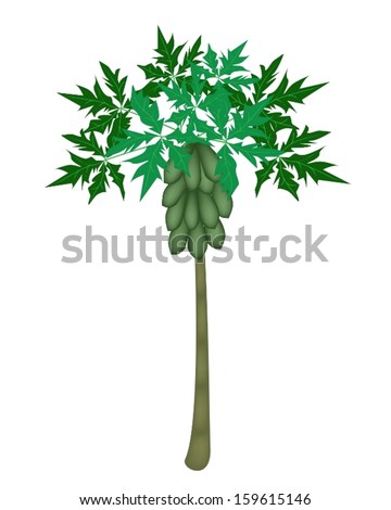 Fresh Fruits, An Illustration Collection of A Fresh Ripe and Unripe Papayas, Slices Papaya, Papaya Chunks and Papaya Tree