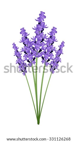 Beautiful Flower Illustration Beautiful Purple Lavender Stock Vector