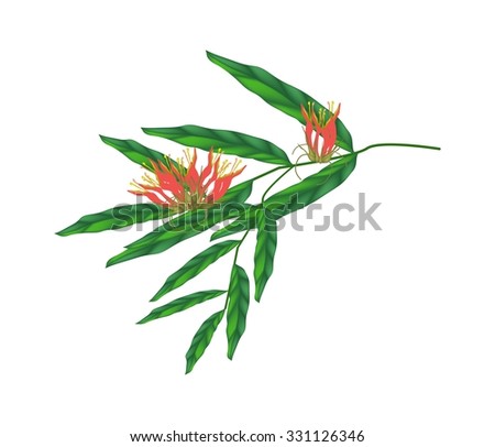 Clinacanthus Stock Photos Royalty-Free Images Vectors 