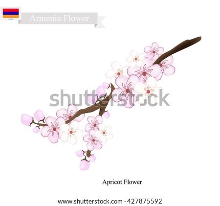 Armenia Flower, Illustration of Apricot Flower. One of Most Popular Flower in Armenia.