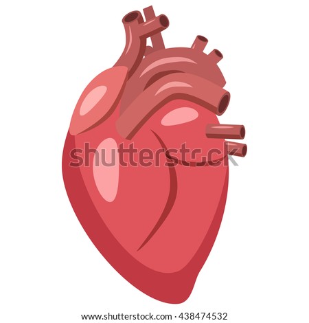 Real Human Heart Stock Photos, Royalty-Free Images & Vectors - Shutterstock