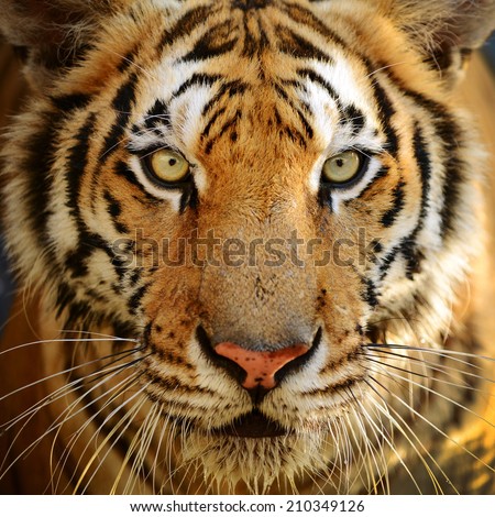 Tiger Face Stock Photos, Images, & Pictures | Shutterstock