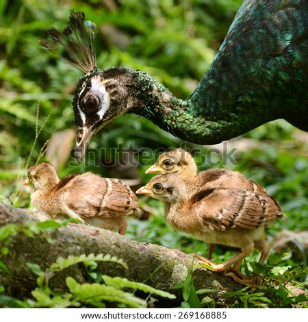 Female Peacock Group Newborn Baby Stock Photo 269168885 - Shutterstock