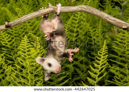 opossum baby shutterstock preview