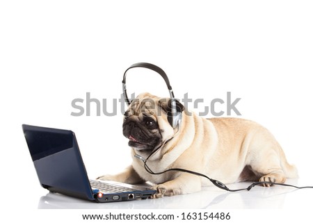 pug dog with headphone isolated on white background callcenter - stock ...